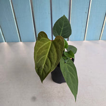 Load image into Gallery viewer, #R43 Anthurium NOID - With Pups