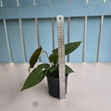 Load image into Gallery viewer, #R43 Anthurium NOID - With Pups