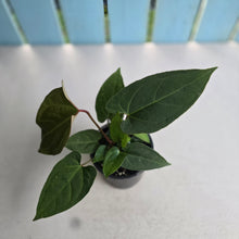 Load image into Gallery viewer, #R43 Anthurium NOID - With Pups