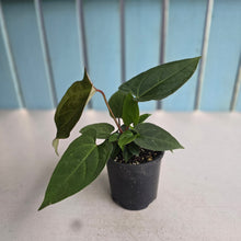Load image into Gallery viewer, #R43 Anthurium NOID - With Pups
