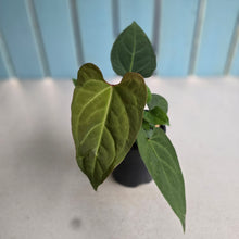Load image into Gallery viewer, #R43 Anthurium NOID - With Pups