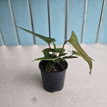 Load image into Gallery viewer, #R43 Anthurium NOID - With Pups