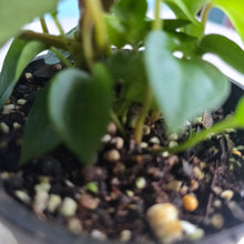 Load image into Gallery viewer, #R43 Anthurium NOID - With Pups