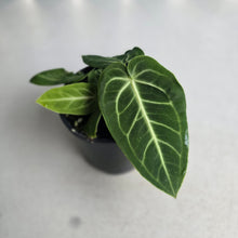 Load image into Gallery viewer, #RD6 Two x Anthurium Villenaorum Seedlings
