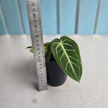 Load image into Gallery viewer, #RD6 Two x Anthurium Villenaorum Seedlings