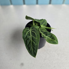 Load image into Gallery viewer, #RD6 Two x Anthurium Villenaorum Seedlings