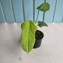 Load image into Gallery viewer, #R9 Anthurium Truncicola