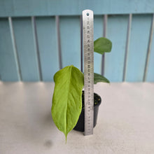 Load image into Gallery viewer, #R9 Anthurium Truncicola