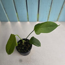 Load image into Gallery viewer, #R9 Anthurium Truncicola