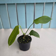 Load image into Gallery viewer, #R9 Anthurium Truncicola