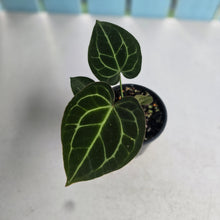 Load image into Gallery viewer, #D85 Anthurium NOID - With Pup