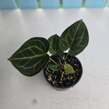 Load image into Gallery viewer, #D85 Anthurium NOID - With Pup