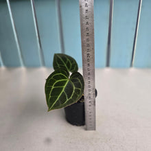 Load image into Gallery viewer, #D85 Anthurium NOID - With Pup