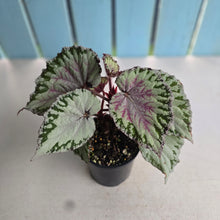 Load image into Gallery viewer, #RB10 Begonia Unknown