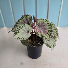 Load image into Gallery viewer, #RB10 Begonia Unknown