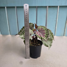 Load image into Gallery viewer, #RB10 Begonia Unknown