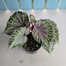 Load image into Gallery viewer, #RB10 Begonia Unknown