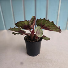 Load image into Gallery viewer, #RB10 Begonia Unknown