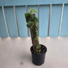Load image into Gallery viewer, #RA15 Monstera Dubia