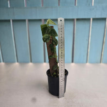 Load image into Gallery viewer, #RA15 Monstera Dubia