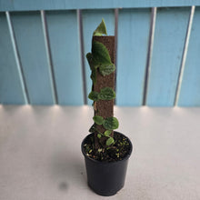 Load image into Gallery viewer, #RA15 Monstera Dubia