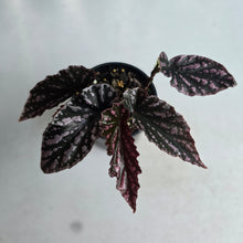 Load image into Gallery viewer, #R7 Begonia 'Pink Kiss'