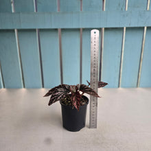 Load image into Gallery viewer, #R7 Begonia 'Pink Kiss'