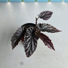 Load image into Gallery viewer, #R7 Begonia 'Pink Kiss'
