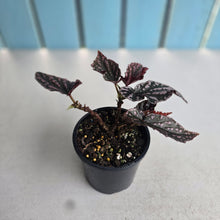 Load image into Gallery viewer, #R7 Begonia 'Pink Kiss'