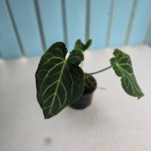 Load image into Gallery viewer, #R39 Anthurium Frilly Knickers x