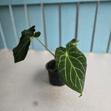 Load image into Gallery viewer, #R39 Anthurium Frilly Knickers x