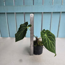 Load image into Gallery viewer, #R39 Anthurium Frilly Knickers x