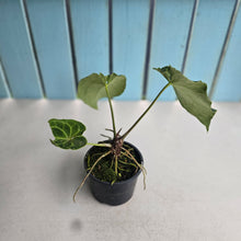 Load image into Gallery viewer, #R39 Anthurium Frilly Knickers x