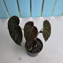 Load image into Gallery viewer, #RD43 Begonia Burkillii Dark Form