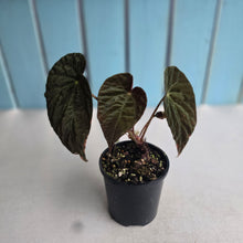 Load image into Gallery viewer, #RD43 Begonia Burkillii Dark Form