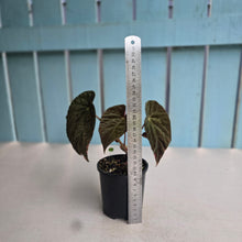 Load image into Gallery viewer, #RD43 Begonia Burkillii Dark Form