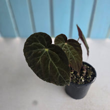 Load image into Gallery viewer, #RD43 Begonia Burkillii Dark Form