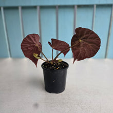 Load image into Gallery viewer, #RD43 Begonia Burkillii Dark Form