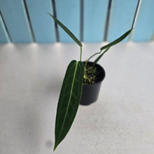 Load image into Gallery viewer, #R45 Anthurium Warocqueanum