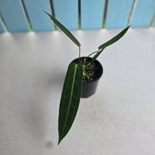 Load image into Gallery viewer, #R45 Anthurium Warocqueanum