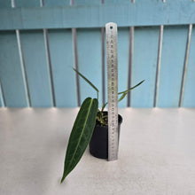 Load image into Gallery viewer, #R45 Anthurium Warocqueanum