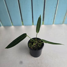 Load image into Gallery viewer, #R45 Anthurium Warocqueanum