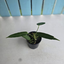Load image into Gallery viewer, #R45 Anthurium Warocqueanum