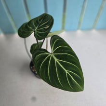 Load image into Gallery viewer, #RA18 Philodendron Gloriosum