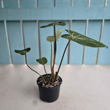 Load image into Gallery viewer, #RA18 Philodendron Gloriosum