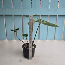 Load image into Gallery viewer, #RA18 Philodendron Gloriosum