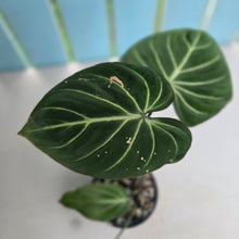Load image into Gallery viewer, #RA18 Philodendron Gloriosum