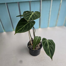 Load image into Gallery viewer, #RA18 Philodendron Gloriosum