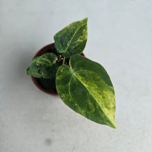 Load image into Gallery viewer, #R18 Variegated Anthurium Forgetii x