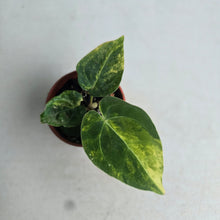 Load image into Gallery viewer, #R18 Variegated Anthurium Forgetii x